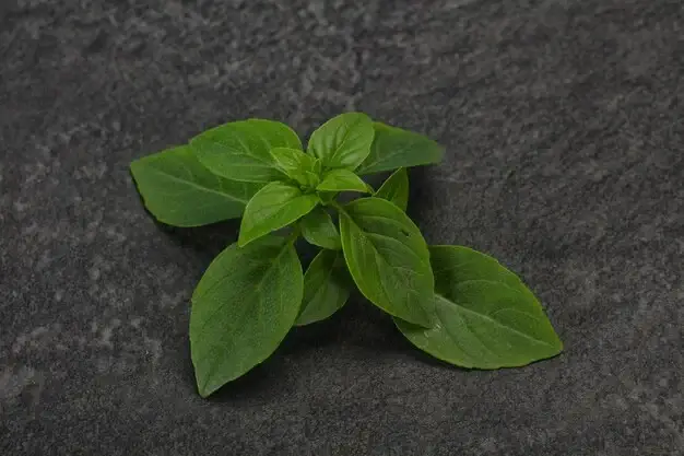 Fresh basil leaves