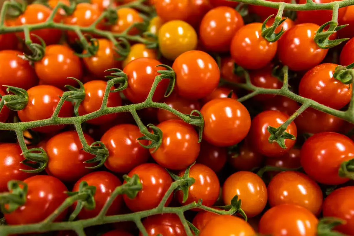 Sun-ripened tomatoes