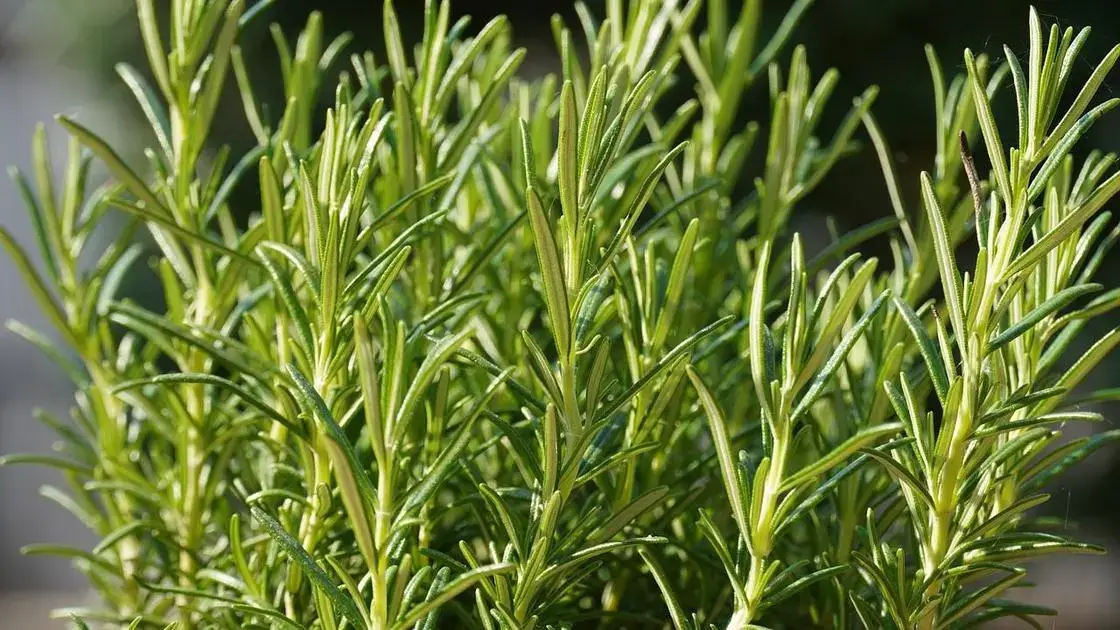Rosemary plant