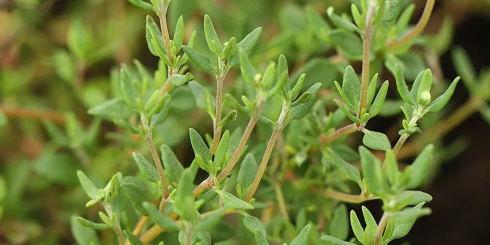 Thyme plant
